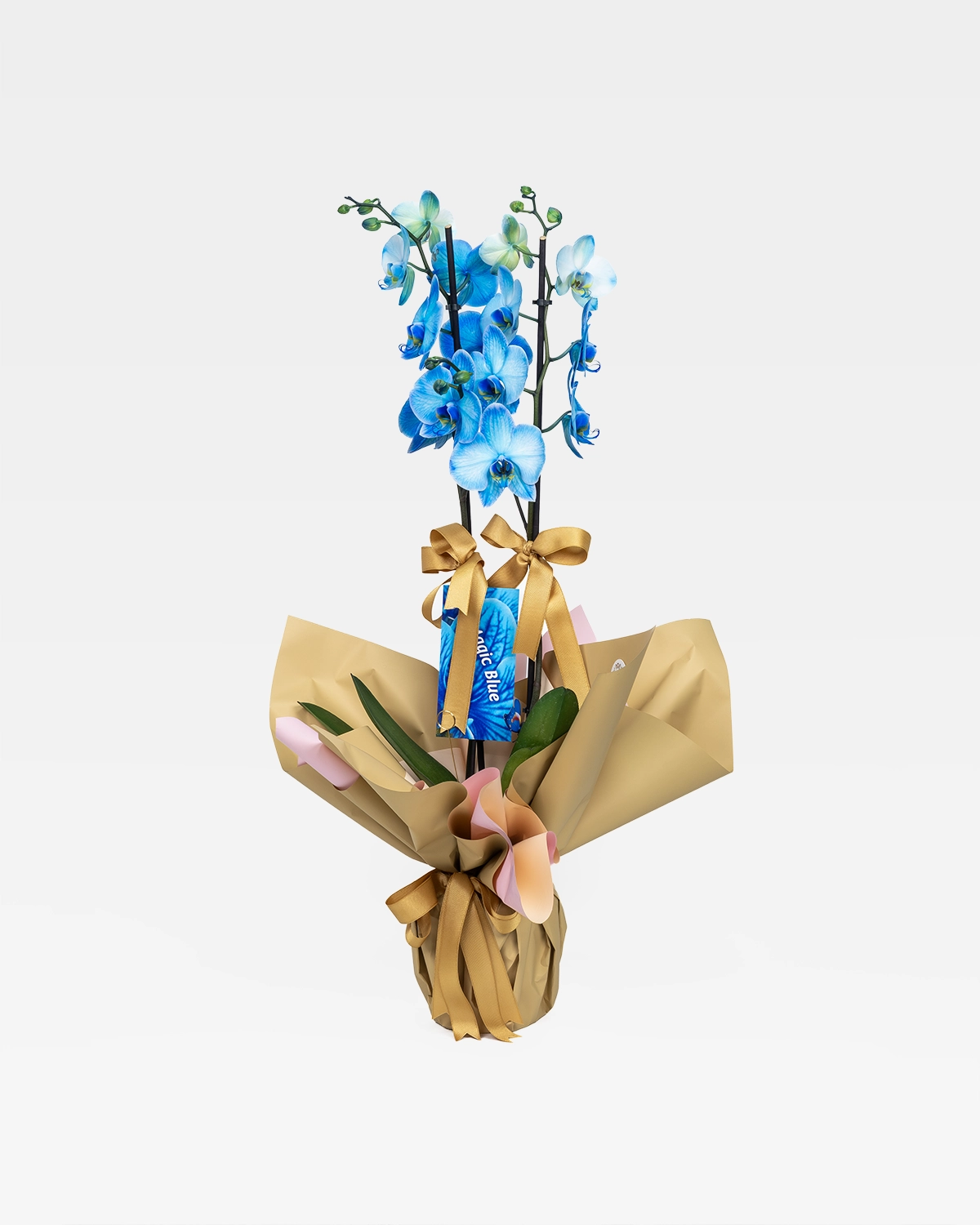 Mavi phalaenopsis orkide